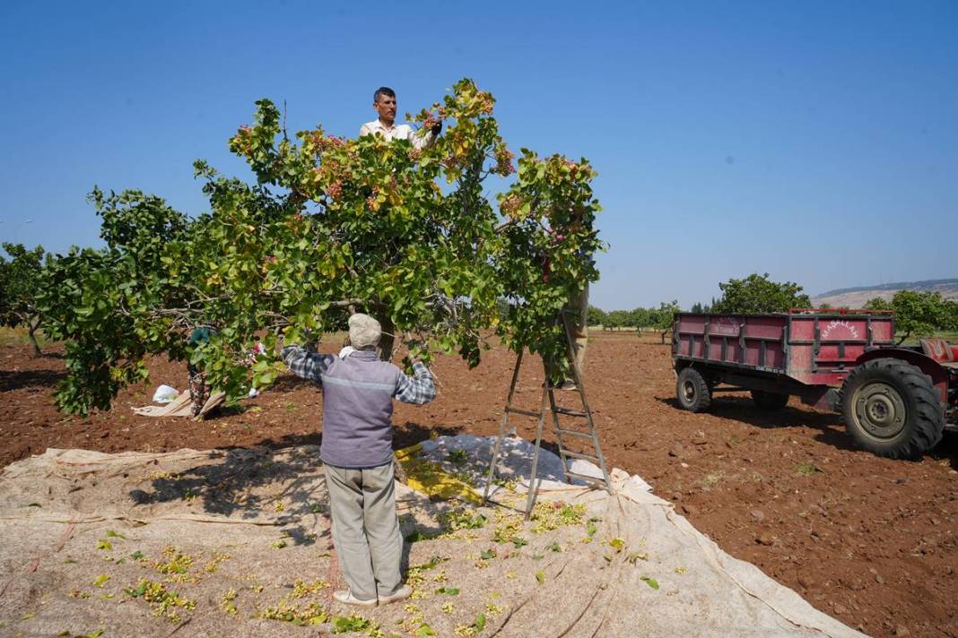 O kentten yeşil altın fışkırıyor: Bu yıl hasat bol! Fiyatına rağmen kapış kapış satılıyor 5